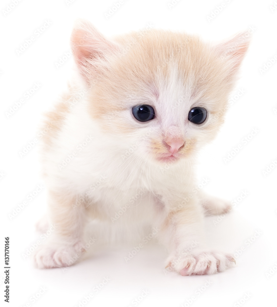 Small brown kitten. Small brown kitten.