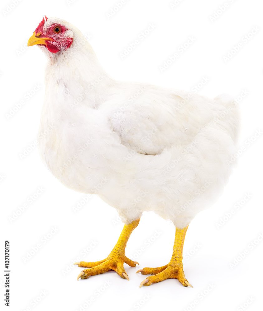 White hen isolated.