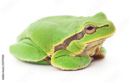 Green frog isolated.