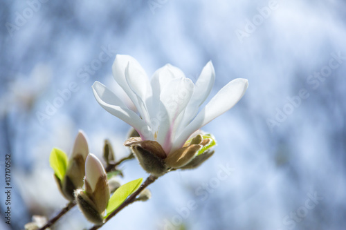 Fototapeta Naklejka Na Ścianę i Meble -  white magnolia flower