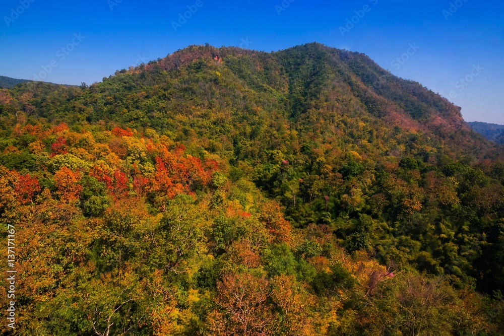 Aerial view of autumn forest