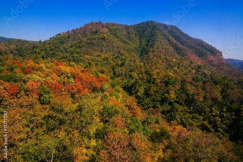 Aerial view of autumn forest