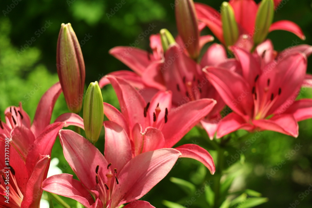 Pink lily flower macro , isolated on natural background