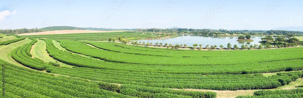 Landscape tea plantation Landscape tea plantation