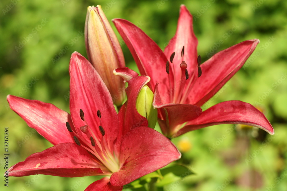 Pink lily flower macro , isolated on natural background Pink lily flower macro , isolated on natural background