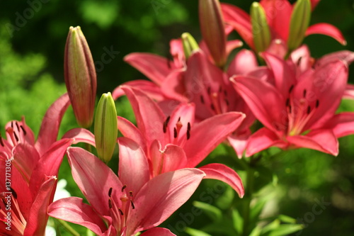 Pink lily flower macro   isolated on natural background