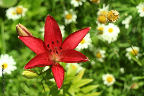 Pink lily flower macro , isolated on natural background