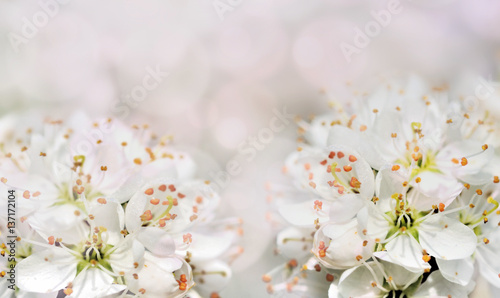 bouquet de fleurs blanches d'un cerisier