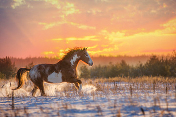 Red piebald horse runs on snow on sunset background