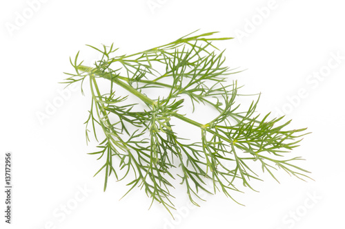 Fresh dill on the white background.