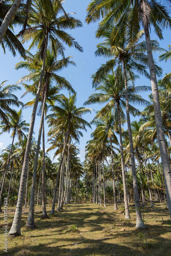 Coconut palms in Java Indonesia 