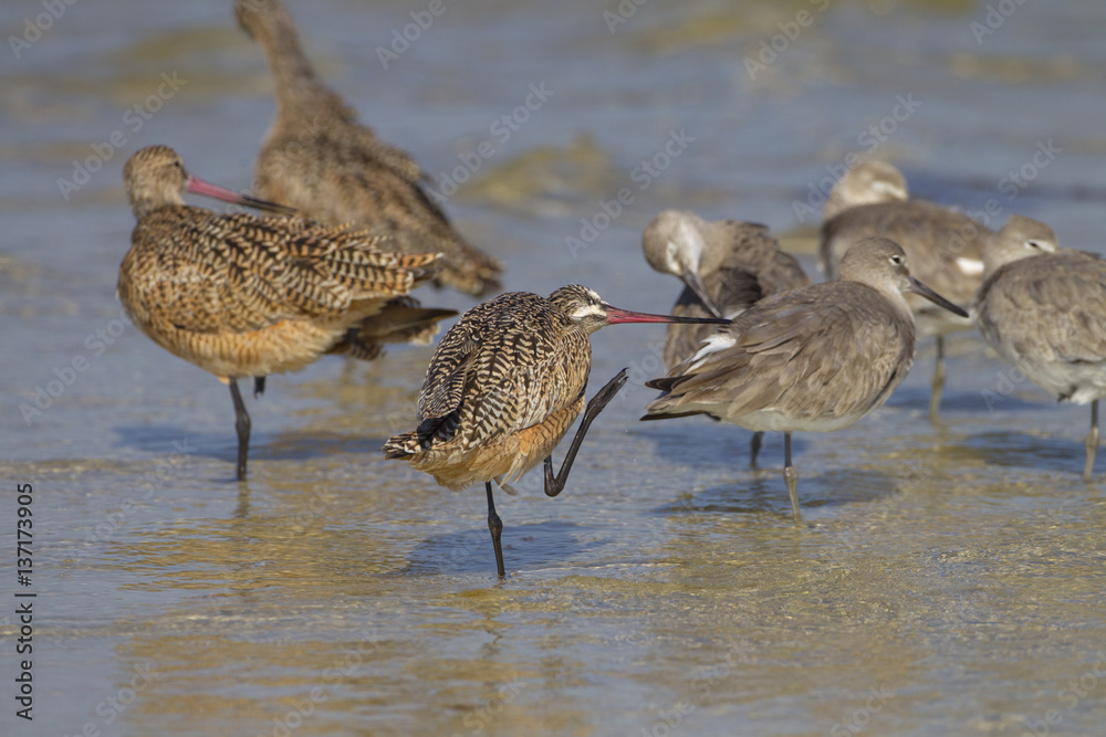Marbled Godwit Limosa fedoa feeding March Fort Myers beach Gulf coast Florida USA Marbled Godwit Limosa fedoa feeding March Fort Myers beach Gulf coast Florida USA