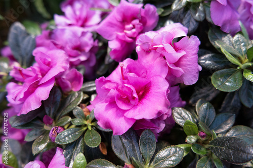 Flower of  azalea close up  macro