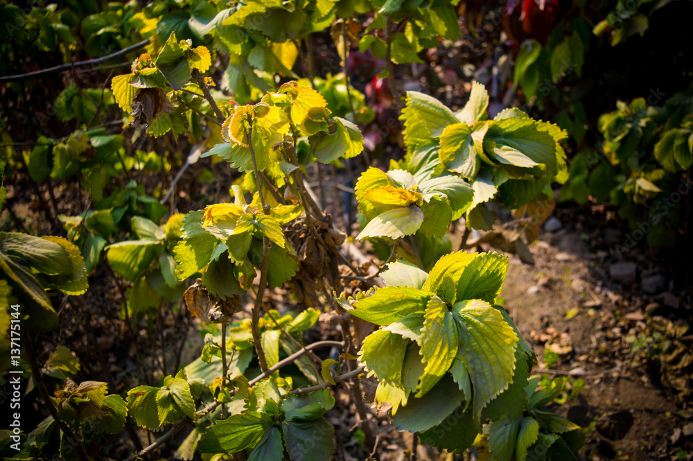 closeup of green plant closeup of green plant