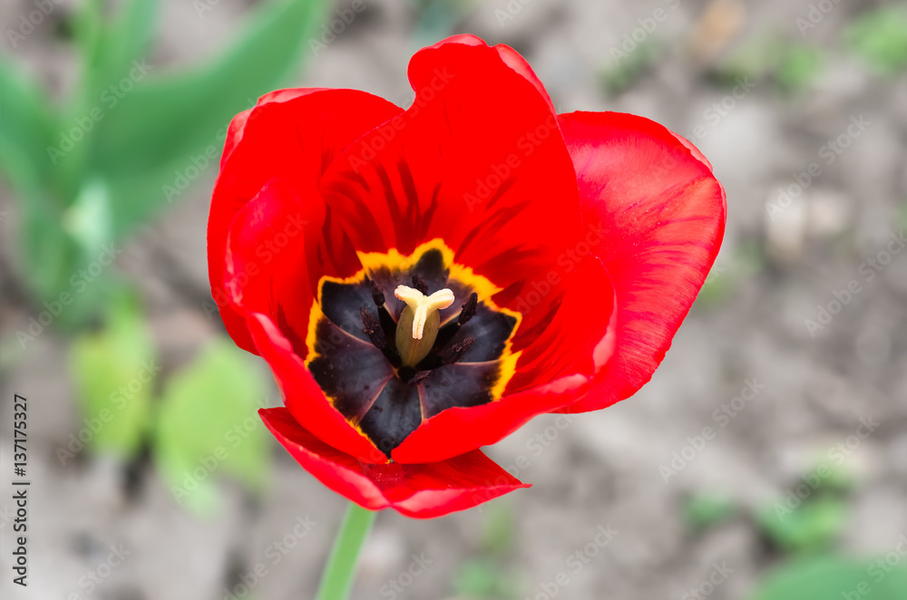 red tulips in the park, closeup. Spring landscape. red tulips in the park, closeup. Spring landscape.