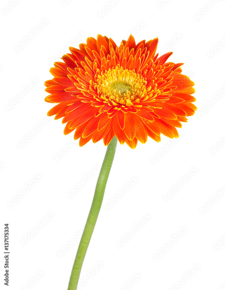 gerbera daisy close up macro texture. gerbera daisy close up macro texture.