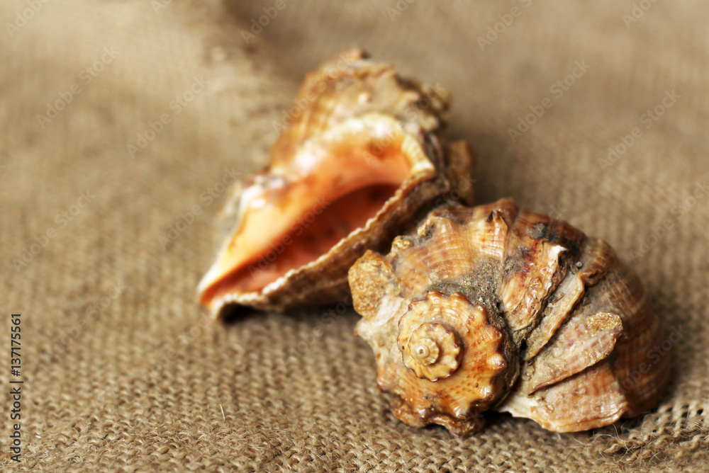Beautiful seashells brought to rest, souvenirs for home Beautiful seashells brought to rest, souvenirs for home