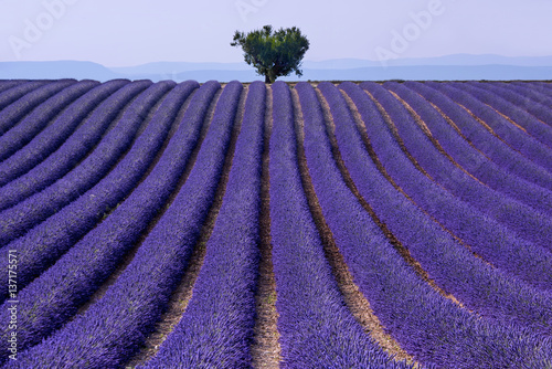 Fields of lavender in Valensole, France