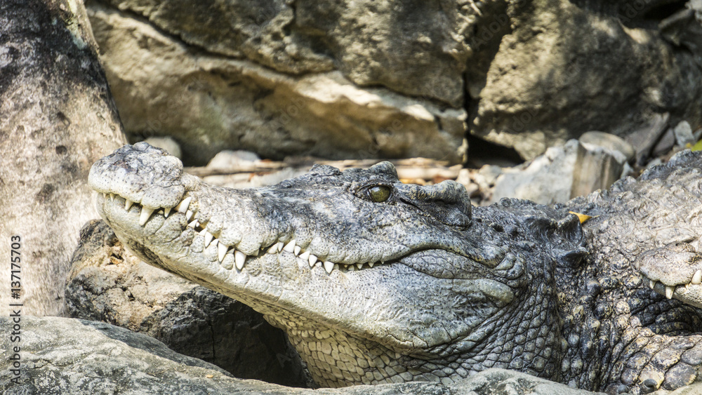 Fototapeta premium crocodile in zoo