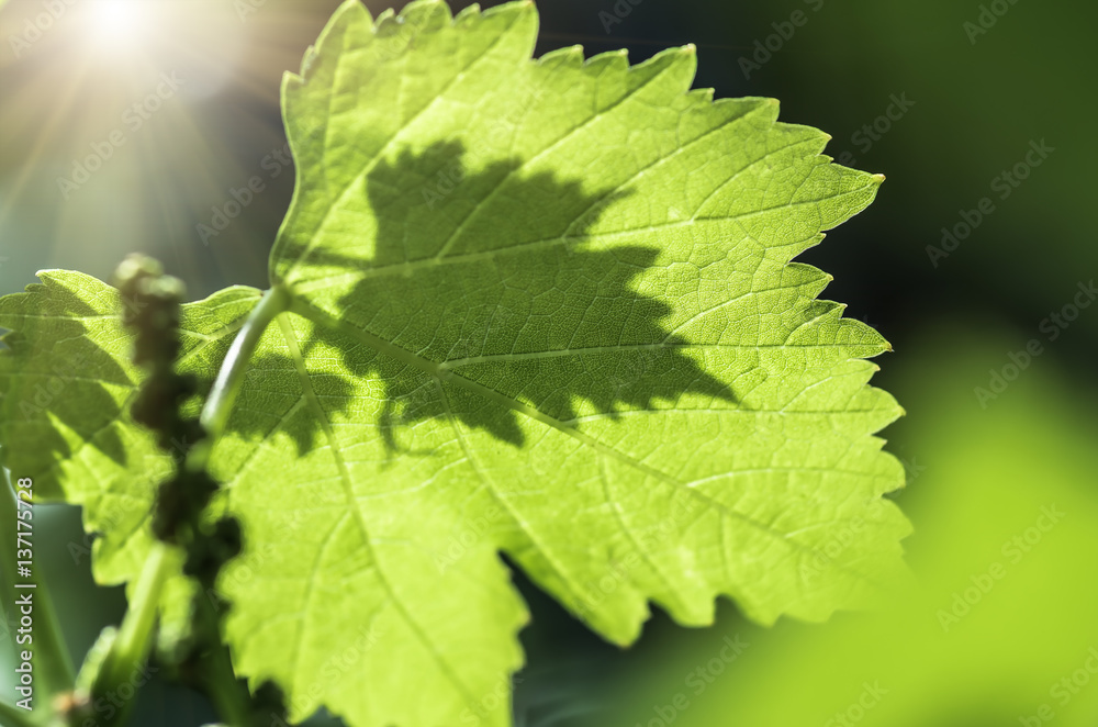 green grape leaves closeup, spring background green grape leaves closeup, spring background