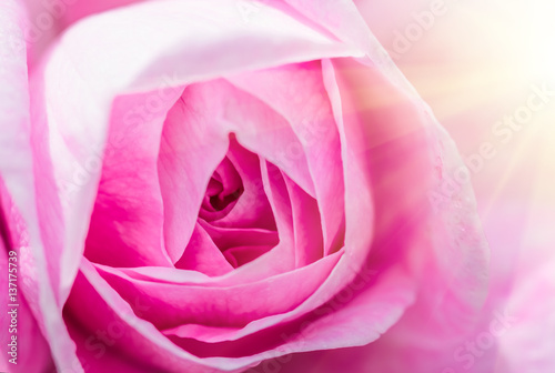 Pink roses in soft color  festive background