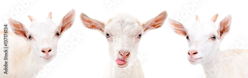 Portrait of a three white goat isolated on white background