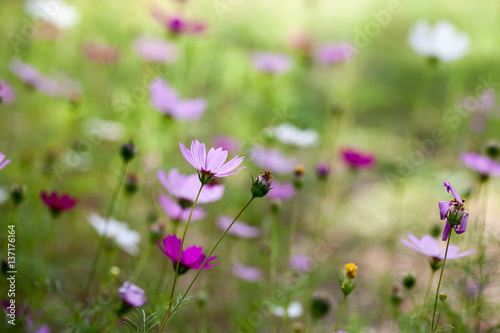 Cosmos flowers