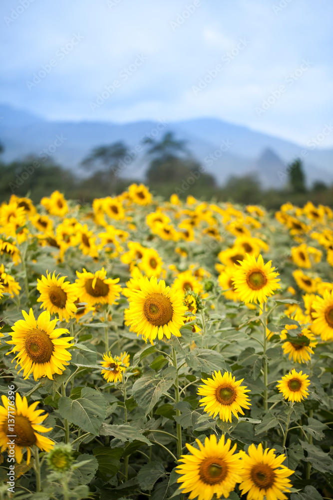 sunflower field with mountain background sunflower field with mountain background