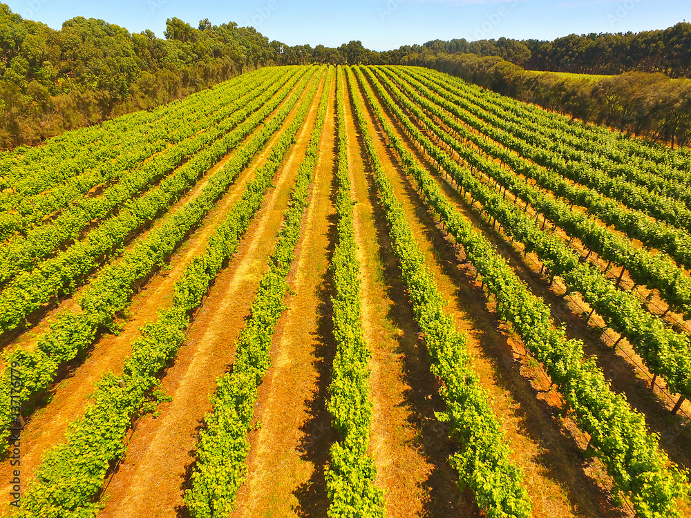 Aerial view of vineyard in Coonawarra region Australia featuring rows of grapes ands vines