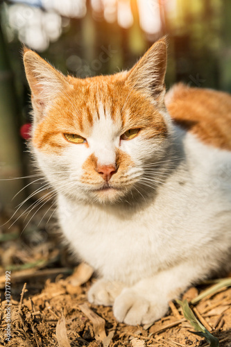 A dozing cat in outdoors © ABCDstock