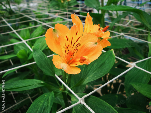 Beautiful flower background. Amazing view of bright orange