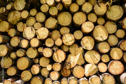 Pile of wood. Felled trees stacked on top of each other. Stocks on heating. Natural fuel. Mining trees. Extracted trees.
