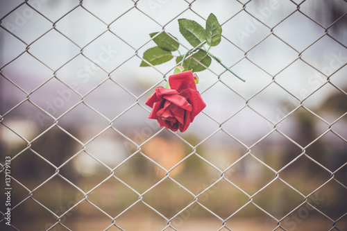 red rose on fence