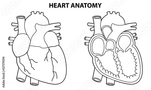 HEART ANATOMY OUTLINE ILLUSTRATION VECTOR