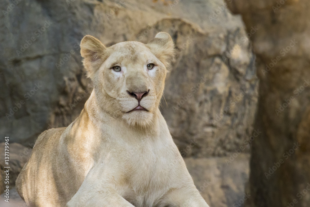 Image of a female lion on nature background. Wild Animals. Image of a female lion on nature background. Wild Animals.