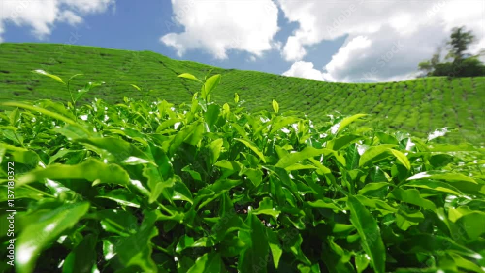 beautiful views of the tea plantations Boh, Malaysia. beautiful views of the tea plantations Boh, Malaysia.
