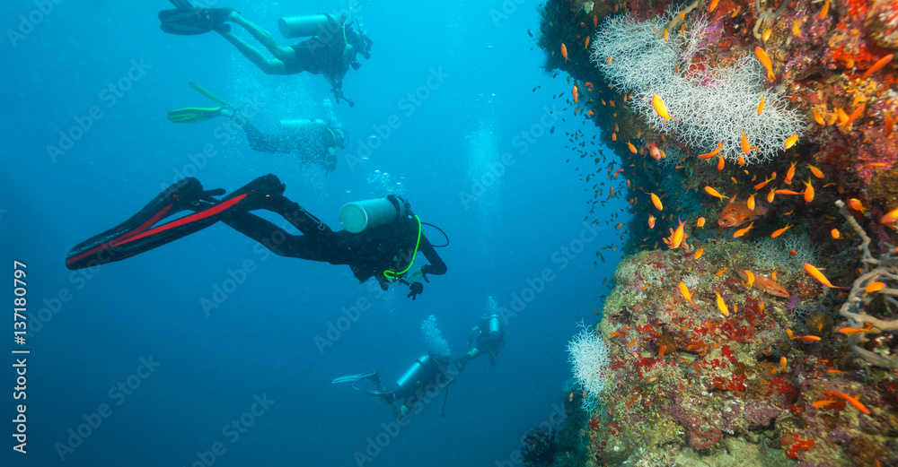 Fototapeta premium Group of scuba divers exploring coral reef