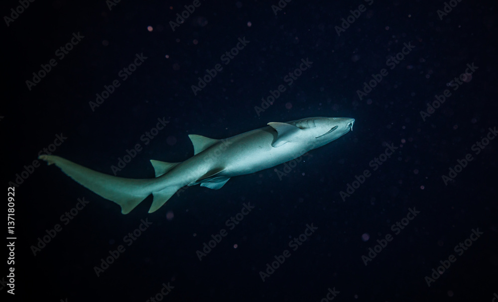 Fototapeta premium Bonnethead shark hunting at night