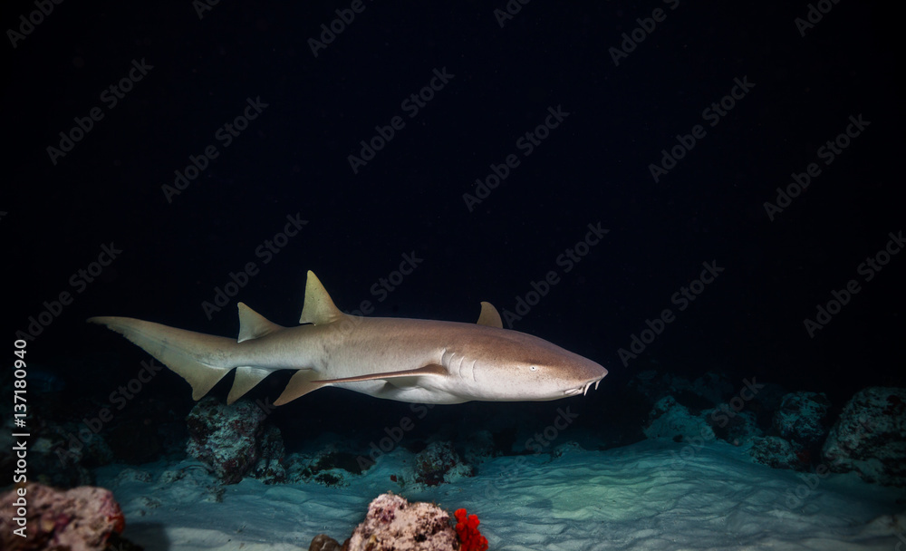 Fototapeta premium Bonnethead shark hunting at night