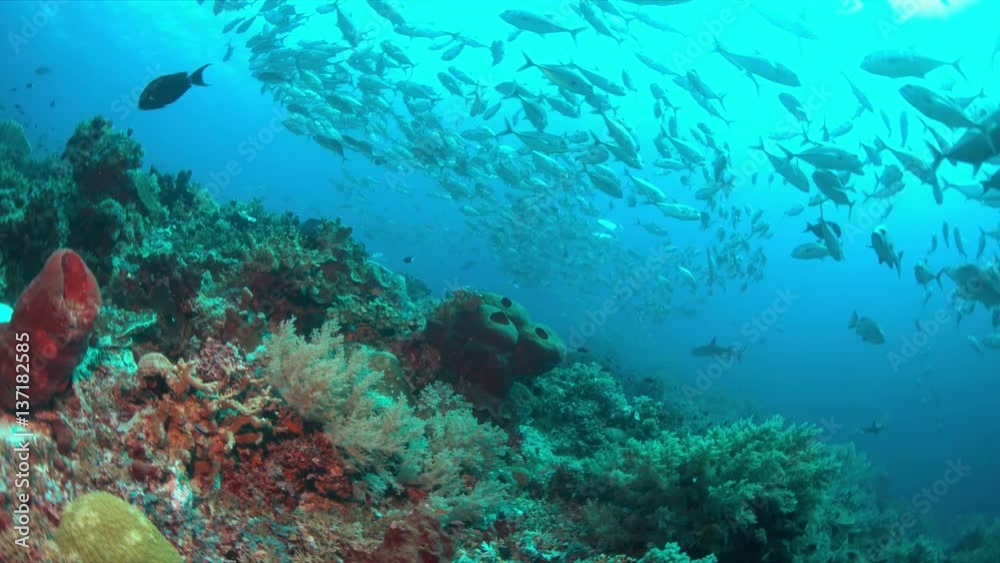 School of Big-eye Trevallies on a colorful coral reef. 4k footage School of Big-eye Trevallies on a colorful coral reef. 4k footage