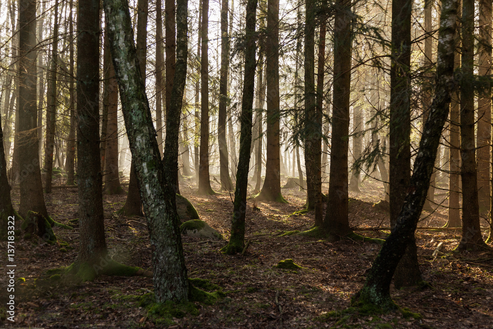 Dimma i solbelyst skog