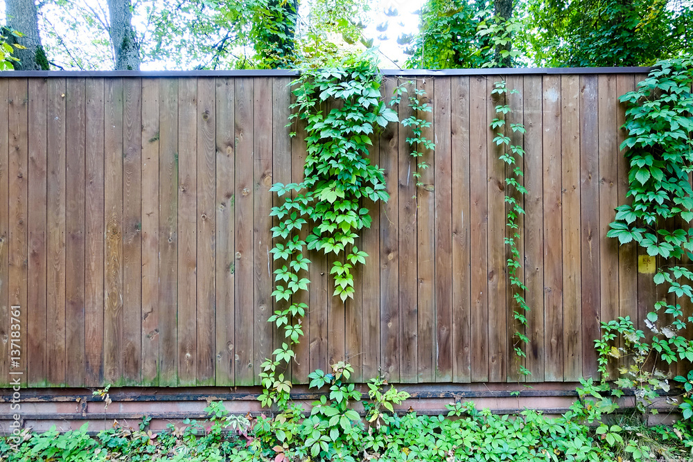 Ivy on a fence Ivy on a fence