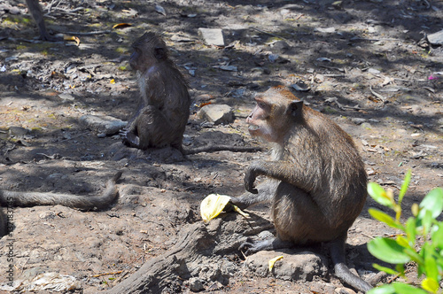 Monkey sitting on the ground next to the other monkey