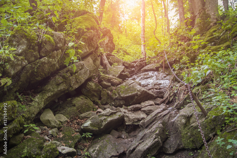 adventurous path in forest