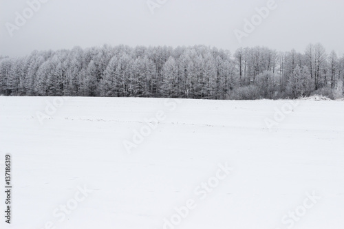 White winter landscape in the forest. © madredus