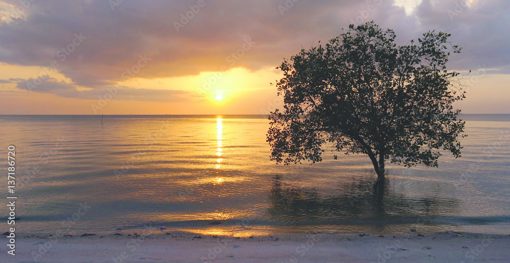 Tree in the ocean during tide on the beach at sunset Tree in the ocean during tide on the beach at sunset