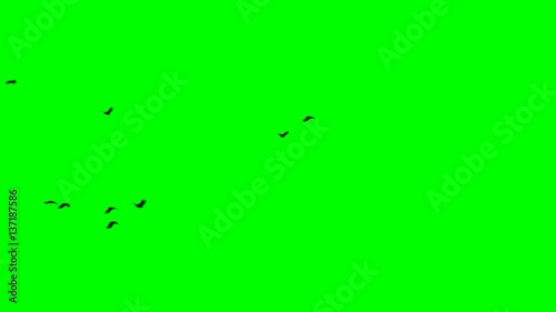 Silhouette of ravens flock fly from left to right