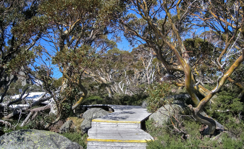 Boardwalk with wonderful Snow gums, Kosciuszko NP, New South Wales, Australia  photo