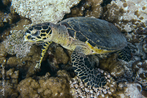 Meeresschildkröte an Korallenriff © Sibylle