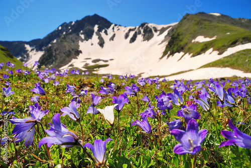 Alpine meadows and blue sky in the Caucasus summer. Bellflowers in the foreground.
